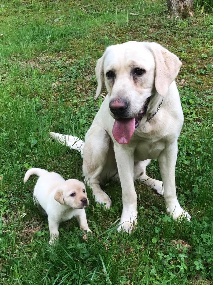 32451917_1653496948091262_1965243525591203840_n